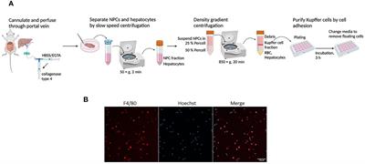 Extracellular CIRP promotes Kupffer cell inflammatory polarization in sepsis